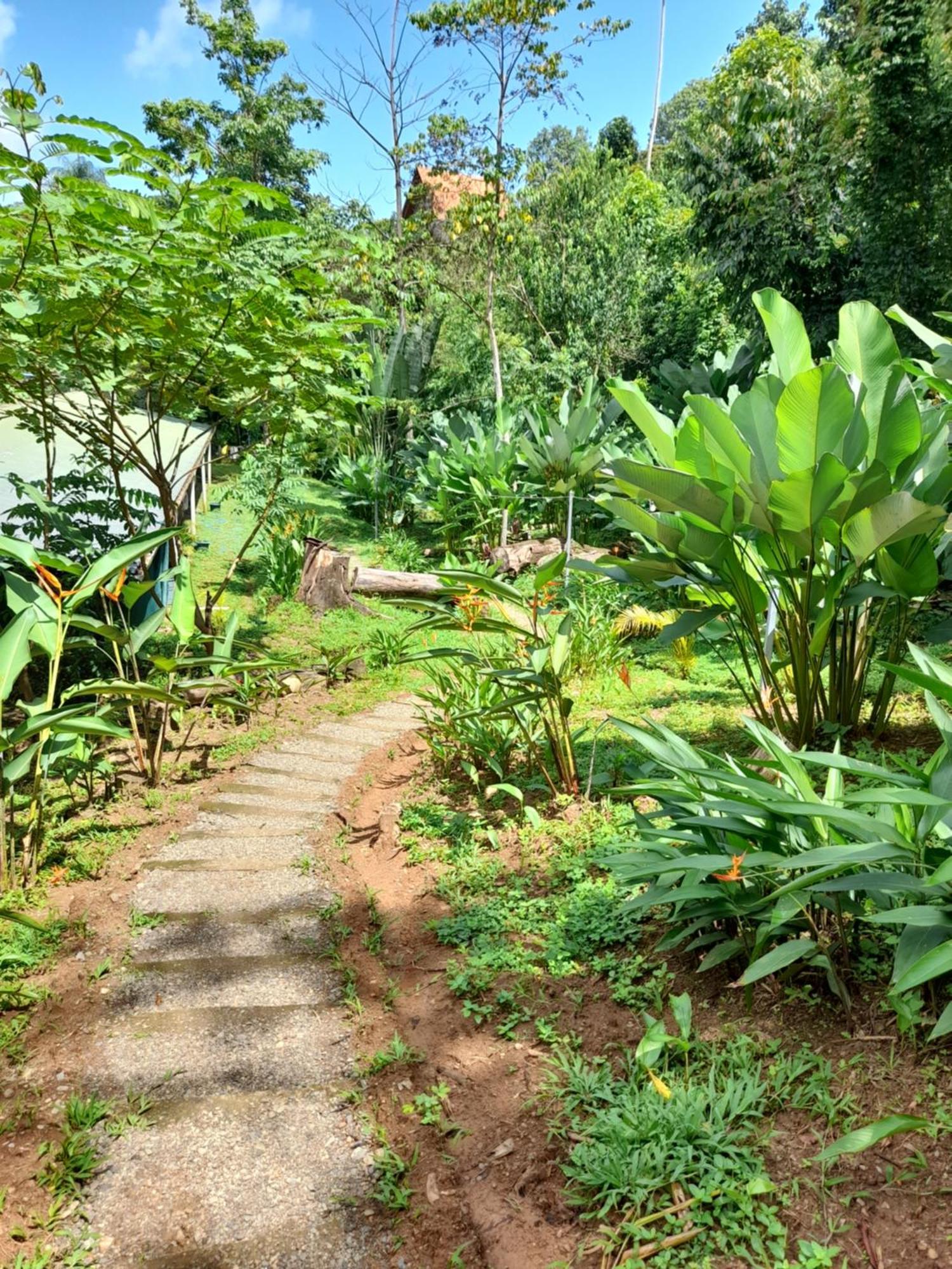 Hostel Osa Tucan Drake Drake Bay Exterior photo